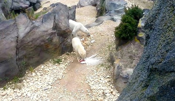 奥地利动物园北极熊擒食孔雀
