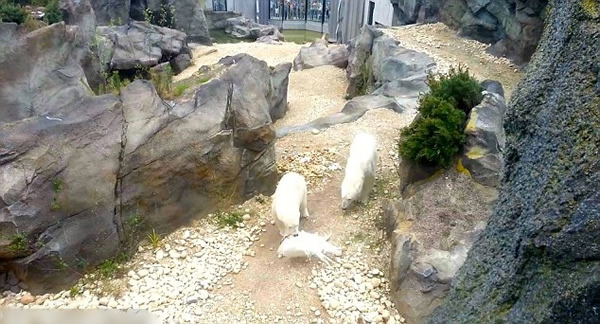 奥地利动物园北极熊擒食孔雀