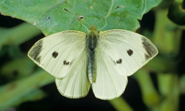 上年夏天于英国发现的浅色蝴蝶