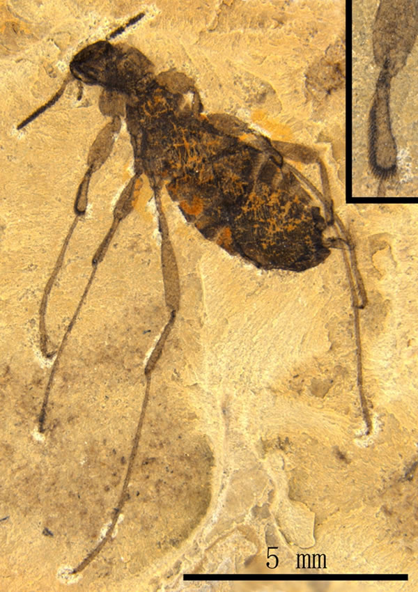 �Ĵ����������������Tarwinia australis