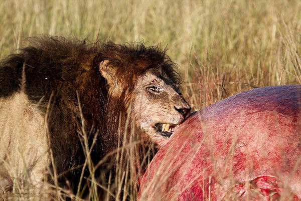 �����������������ұ�������ʨ����������ս��Ʒ������һ�ߺ���ʬ��