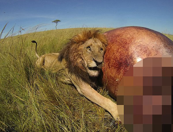 �����������������ұ�������ʨ����������ս��Ʒ������һ�ߺ���ʬ��