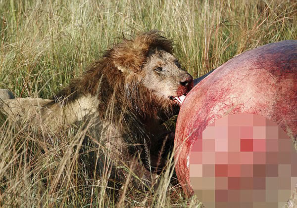 �����������������ұ�������ʨ����������ս��Ʒ������һ�ߺ���ʬ��