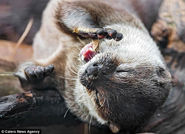 瑞士布瓦杜珀蒂城堡动物园的亚洲小爪水獭“饭前祷告”