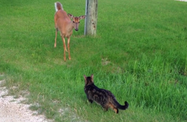 猫咪超强气势吓走小鹿