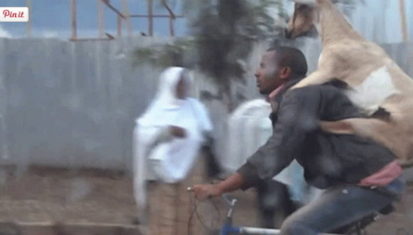 非洲埃塞俄比亚一名男子被人拍到骑着单车载着山羊出游