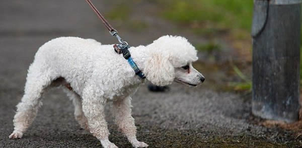 �������Scampie�Ե����н��ġ�