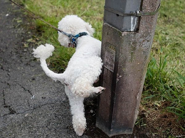 Scampie�ڵ�����С��ʱ����