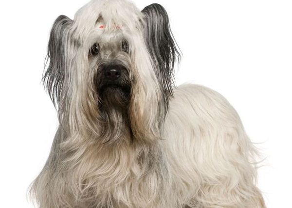 ��ë��˹������ָ��Ӣ�����Σ�Ĺ�ֻ֮һ ȫ��ֻ�ò���400ֻ