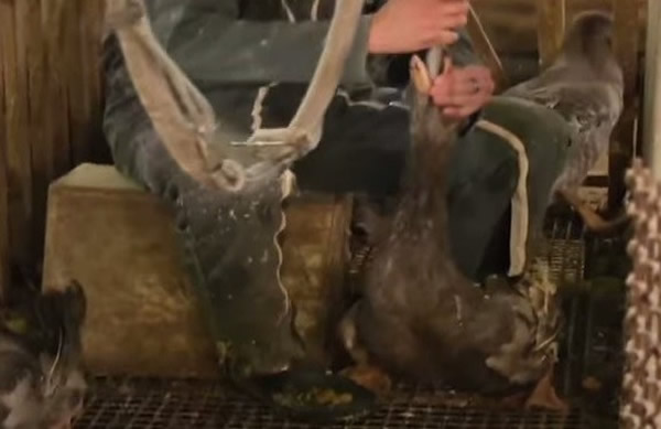 ÿ�����ʳ2kg��ʳ���Զ��������ʹ���һ���¡�