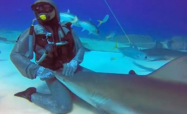 意大利职业潜水员“催眠”鲨鱼