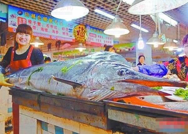 巨型剑鱼的鱼嘴虽然折断了一截,但长度仍达2.1米。