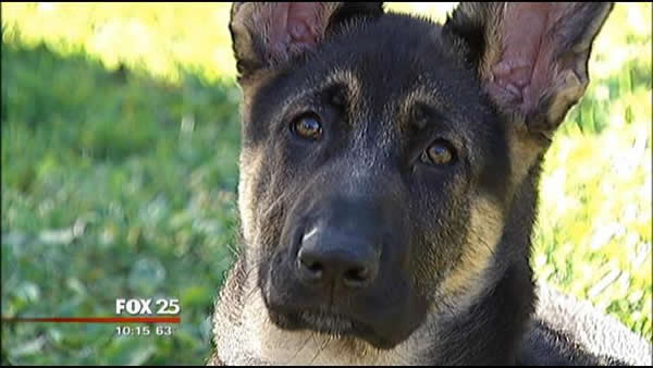 ����һֻ�¹�����Ȯ�뿪������һͷ�Խ�����