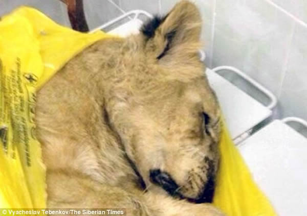 ����˹���ӽ���ʨ������è���ϻ𳵷ų���������ɧ��