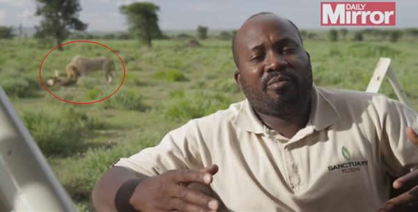 Ұ��������ӽ�Ŀ�ֳ�ֱ����һ�Խ���ʨ������