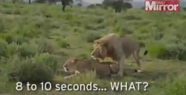 Ұ��������ӽ�Ŀ�ֳ�ֱ����һ�Խ���ʨ������