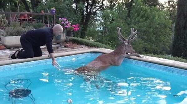 法国一雄鹿误入私家泳池