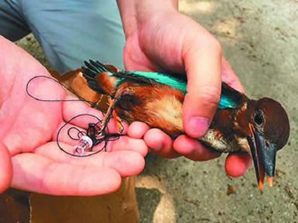 1���Ȱ���Ӱ�����ӣ�Ϊ��������Ƭ����������ץ��������֦��ȡ�����Ⱞ����ʿ̢����