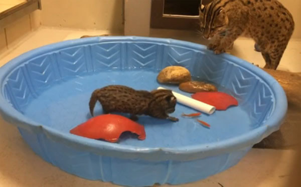 动物园用水盆放小渔猫追金鱼练习生存本能