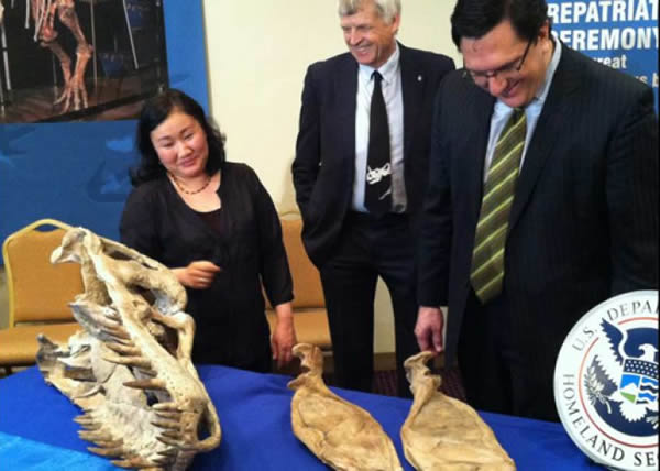 被走私的勇士特暴龙化石