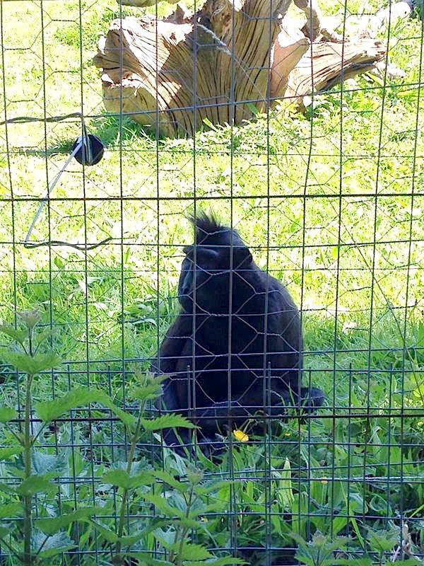 英国聪明猕猴千方百计逃离动物园