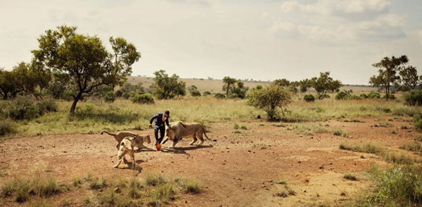 “狮语者”动物园管理员与三只狮子踢足球
