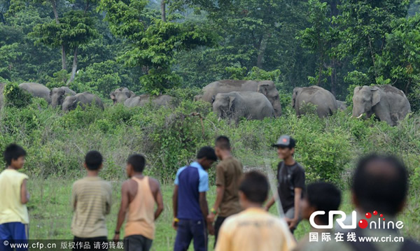 ӡ�����������︽����ɭ�������������Ұ������