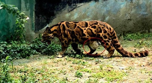 成都动物园的的云豹“小云”太胖