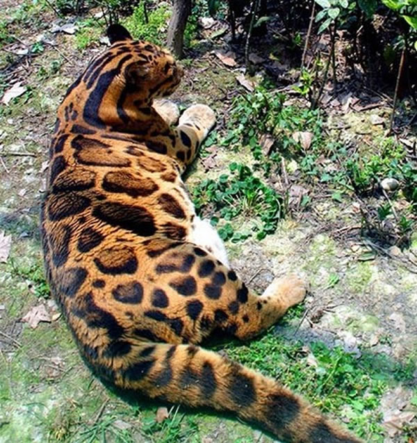 成都动物园的的云豹“小云”太胖