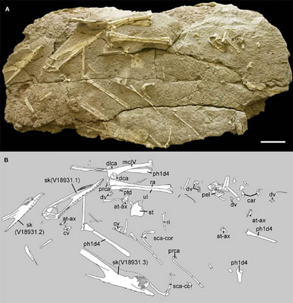 ɽ걾(A)ͼ(B)걾ϱͷǣһĴͷǣͱ걾IVPP V18931.1һĴͷǣIVP