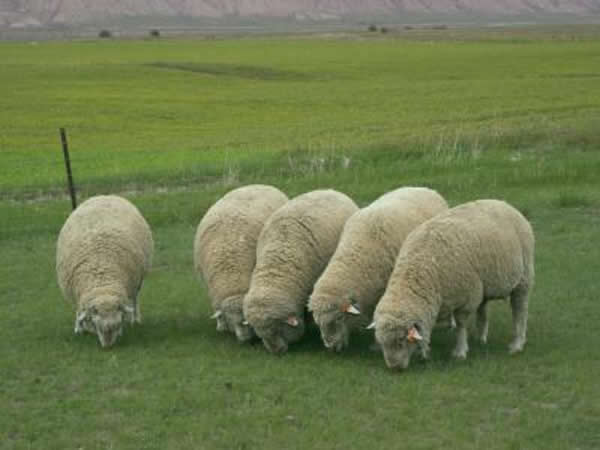 在中国甘肃省张掖市的一群甘肃高山母毛羊