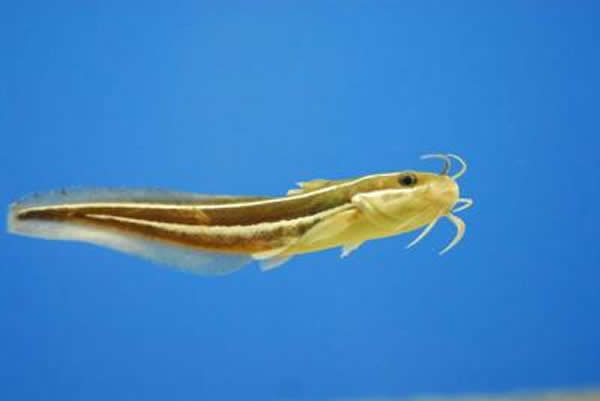 һֻ�ձ��ĺ���--�ձ�����