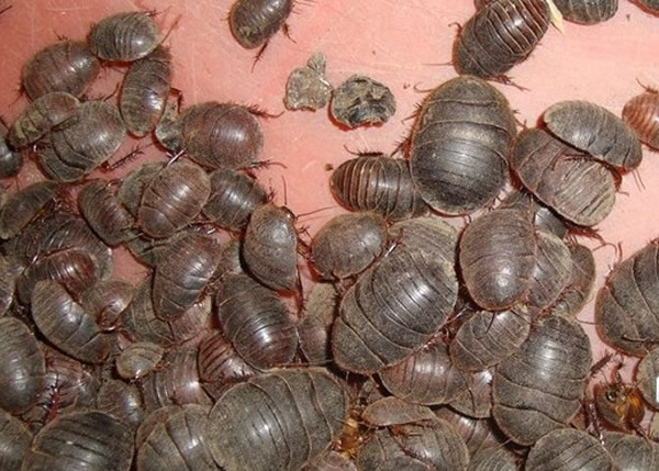 ������桱���������������