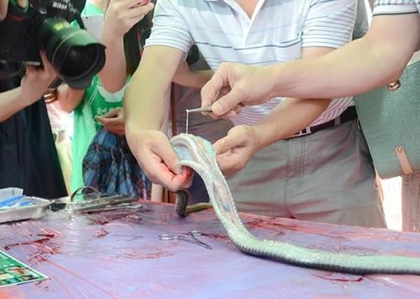 湖南“蛇王”解剖野生蛇检查出活体寄生虫