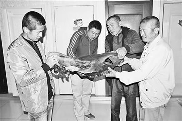 黑龙江望奎县发现疑似披毛犀头骨化石