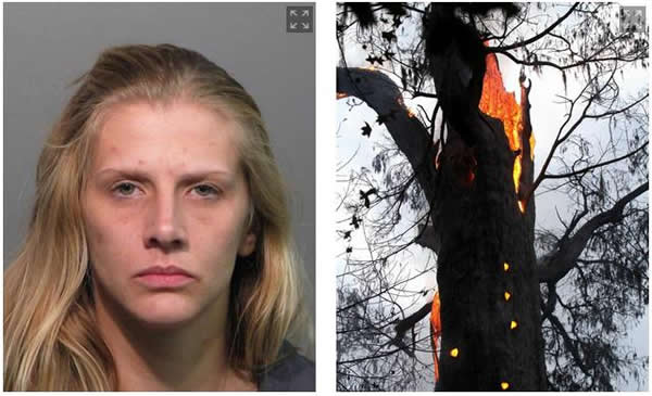 美国佛罗里达州女子因故意烧毁一棵3500年古柏树被判缓刑