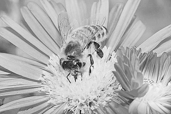 一种新的农药可能会使蜜蜂不受伤害