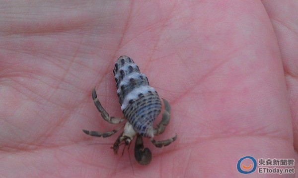 ̨��һֻ�ľ�з�����վ��ݿտǵ���ɢ��