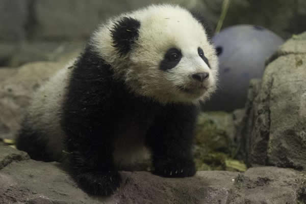 美国一对夫妇邀请动物园熊猫宝宝参加其“大熊猫主题”婚礼遭拒