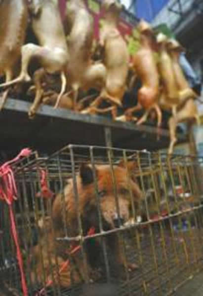 一只狗身后,挂着被宰杀了的同伴。