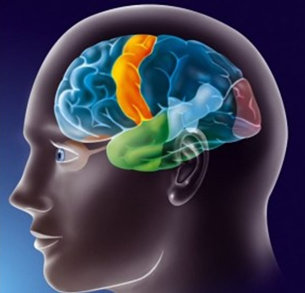 �о�Աָ��ѧϰ�������ı���Ƥ��(��ɫ)�Ļ�����˵ļ�����˯��ʱ��ǿ��