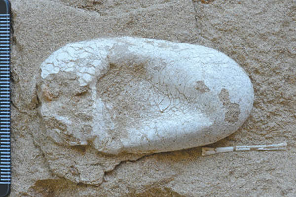 第一枚三维立体保存的翼龙蛋