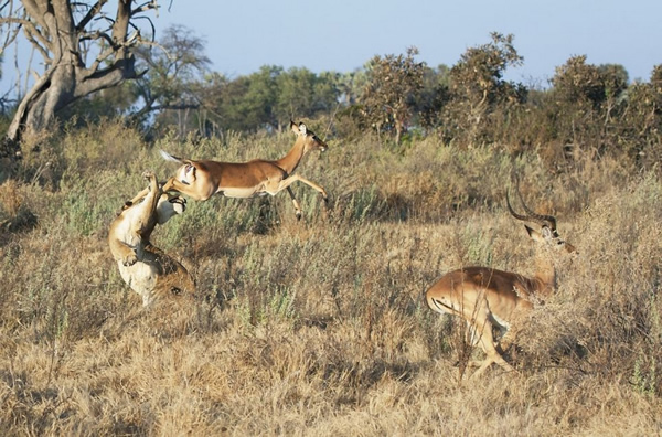 �������ɵİ¿����������ĸʨ��ʳ�ڰ����˿�