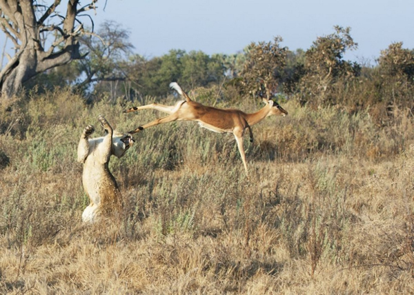 �������ɵİ¿����������ĸʨ��ʳ�ڰ����˿�