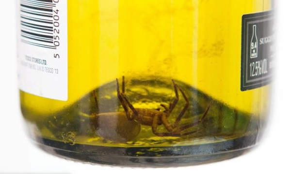 ��֩��֤ʵΪ���������ж��һ�ҧ�ˡ�