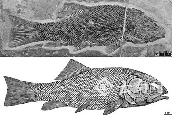 罗平强壮鱼的正型标本和复原图