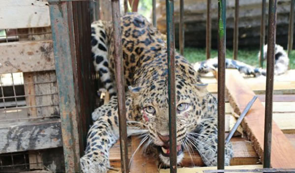 印度女子不忍政府无能自制陷阱装置抓捕美洲豹