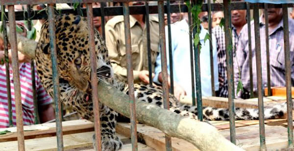 印度女子不忍政府无能自制陷阱装置抓捕美洲豹