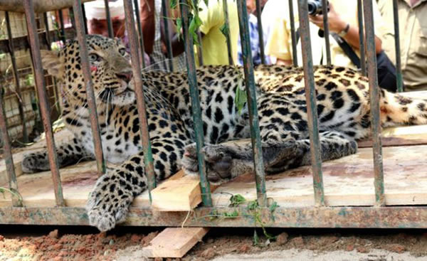 印度女子不忍政府无能自制陷阱装置抓捕美洲豹