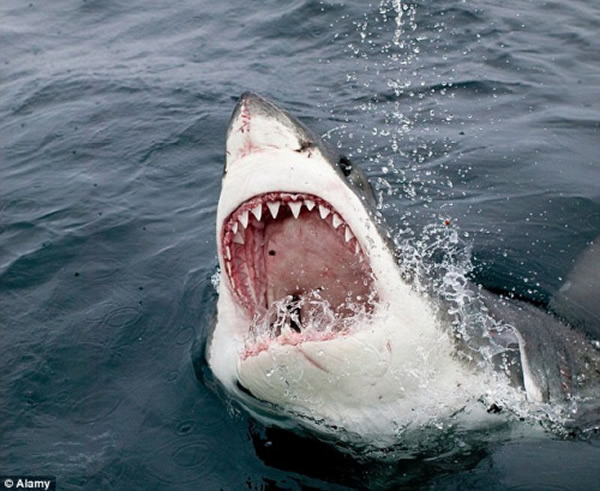 ʷ��ɭƵ����¼Ƭ��Ѱ�ҳ���ʳ�⶯�����Ĵ����Ǻ�����������ʧ��֮��